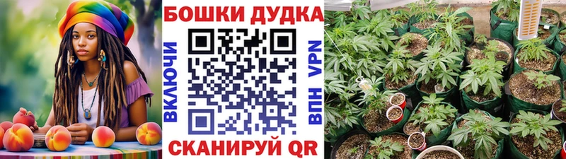 где можно купить наркотик  Благовещенск  Шишки марихуана план 